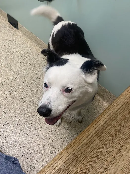 Hope Animal Clinic Picture 8