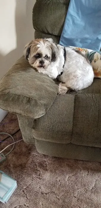 Veterinary Medical Associates Picture 2