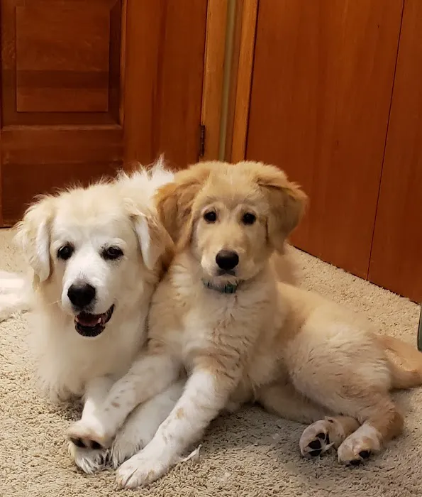 Companion Veterinary Clinic of Greene County Picture 1