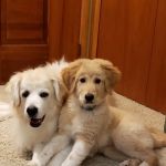 Companion Veterinary Clinic of Greene County