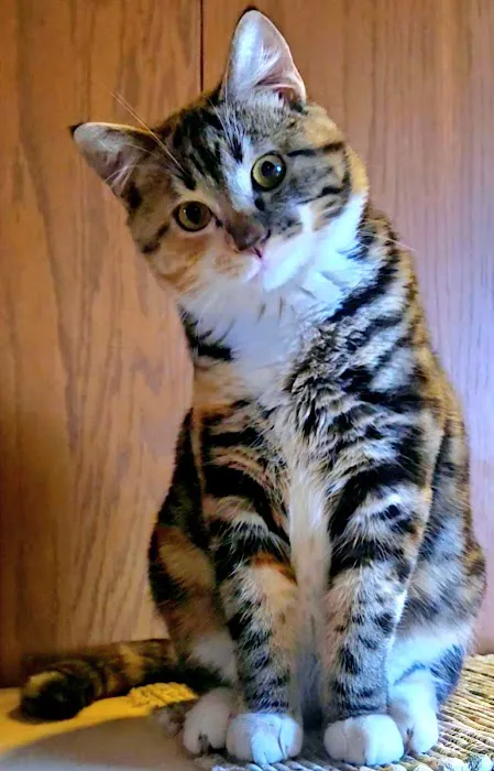 Companion Veterinary Clinic of Greene County Picture 2