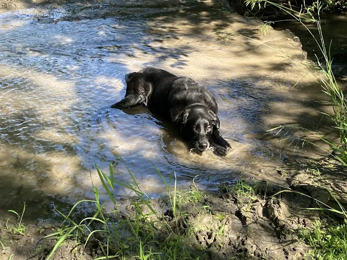 Companion Veterinary Clinic of Greene County Picture 7