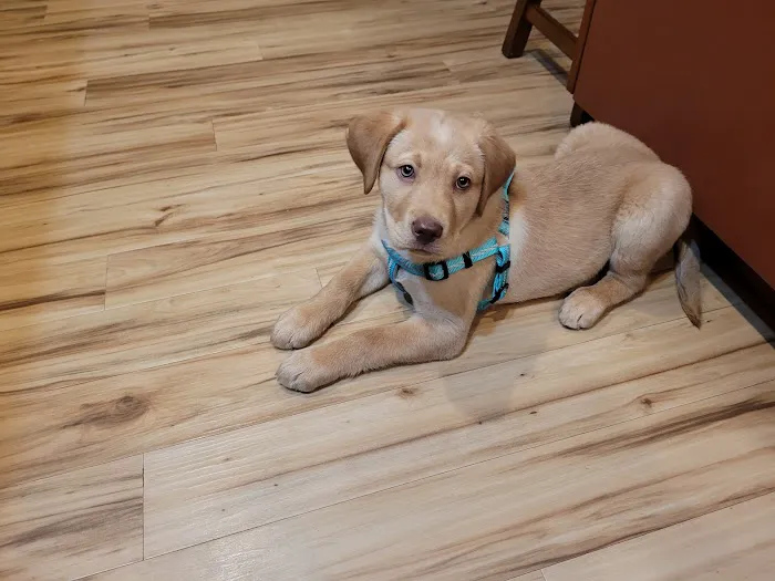 Companion Veterinary Clinic of Greene County Picture 3