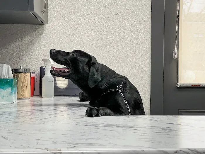 Companion Veterinary Clinic of Greene County Picture 9