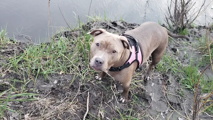 Veterinary Medical Associates PC Picture 1