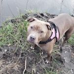 Veterinary Medical Associates PC