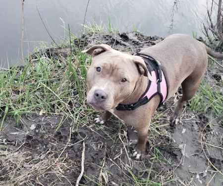 Veterinary Medical Associates PC