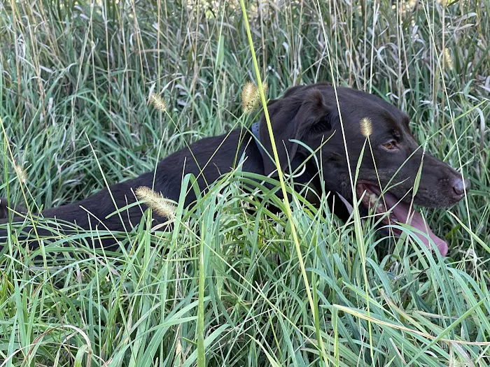 Veterinary Medical Associates PC Picture 5