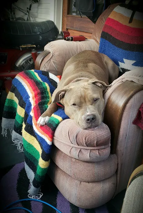 Veterinary Medical Associates PC Picture 2