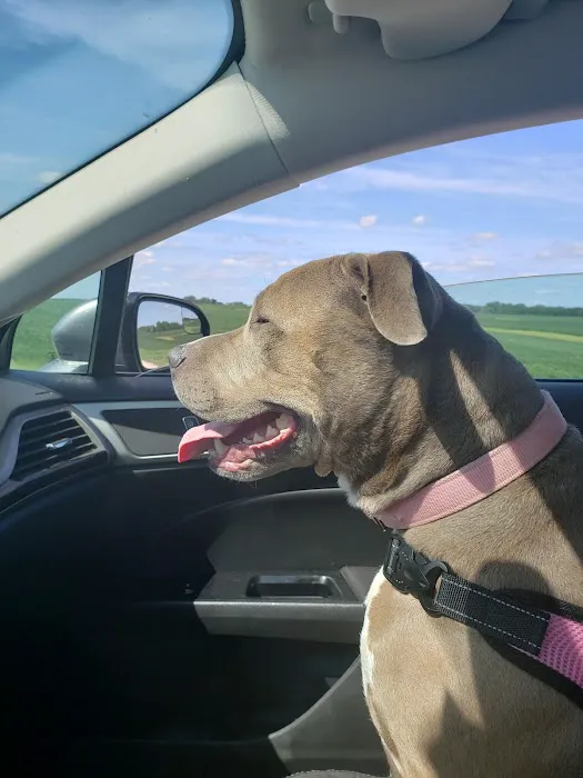 Veterinary Medical Associates PC Picture 4