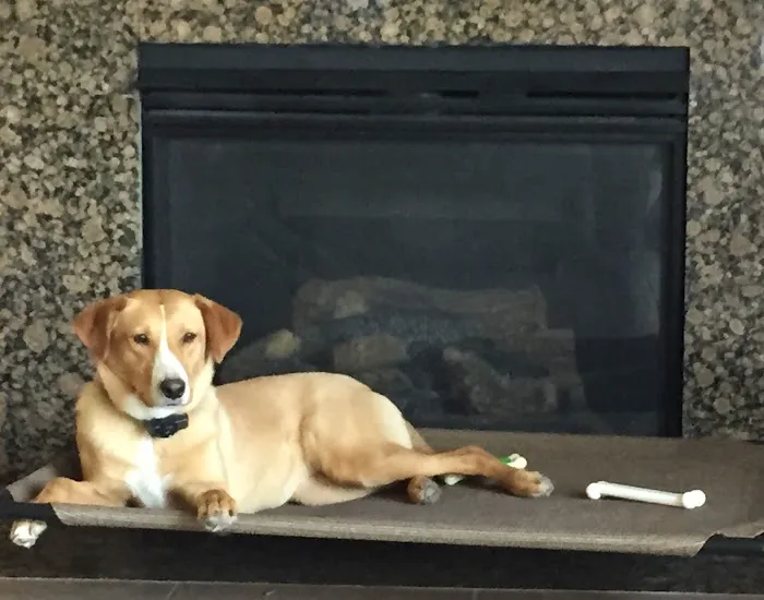 Veterinary Medical Associates PC Picture 3