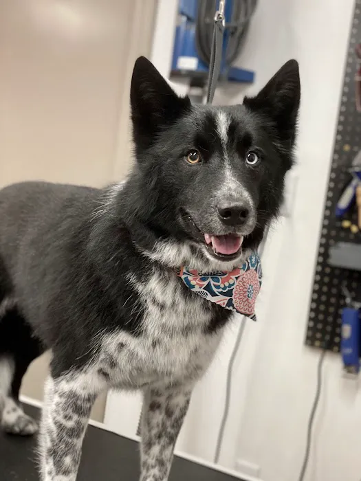 Veterinary Medical Associates PC Picture 6