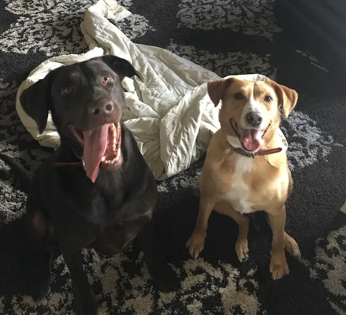 Veterinary Medical Associates PC Picture 7