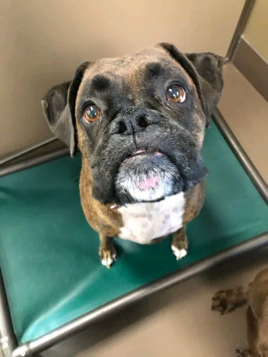 Grimes Plaza Veterinary Clinic Picture 3