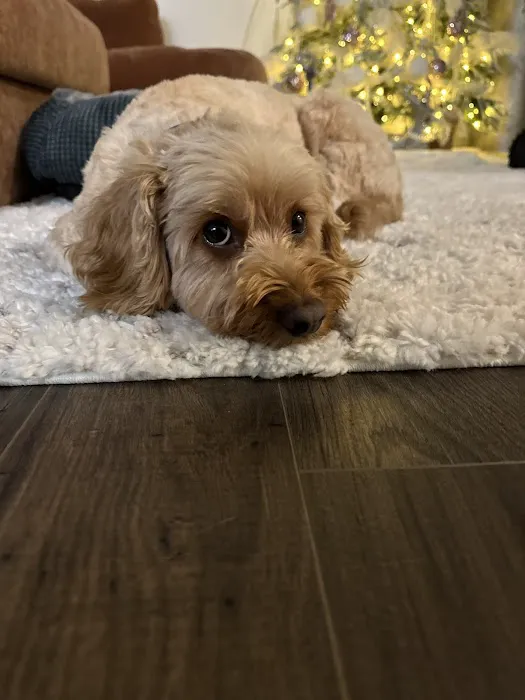 Grimes Plaza Veterinary Clinic Picture 1