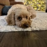 Grimes Plaza Veterinary Clinic