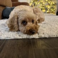 Grimes Plaza Veterinary Clinic ico