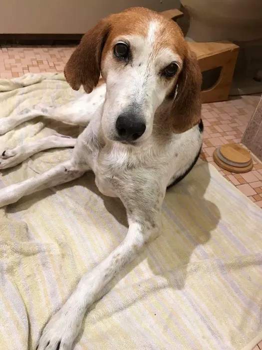 Grimes Plaza Veterinary Clinic Picture 4