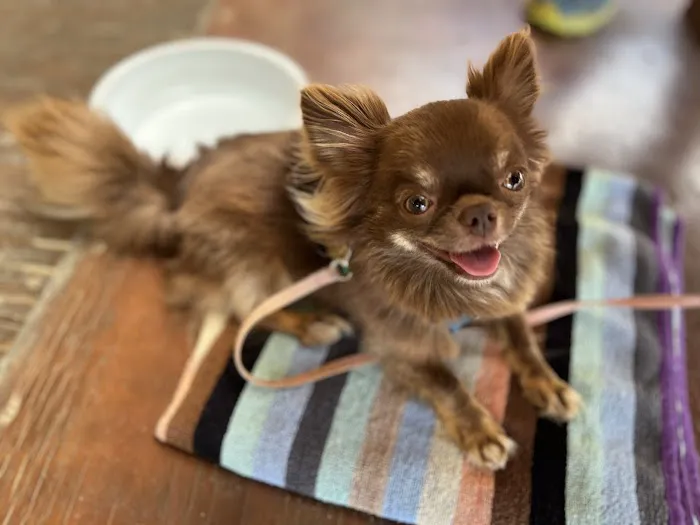 Grimes Plaza Veterinary Clinic Picture 6