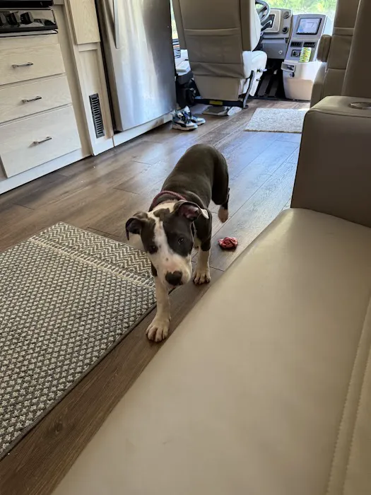 St Francis Veterinary Care Picture 4