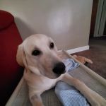 Prairie View Animal Hospital