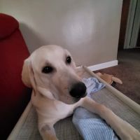 Prairie View Animal Hospital ico