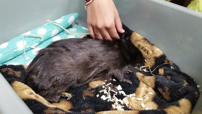 Westfield Veterinary Hospital Picture 2