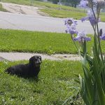 Westfield Veterinary Hospital