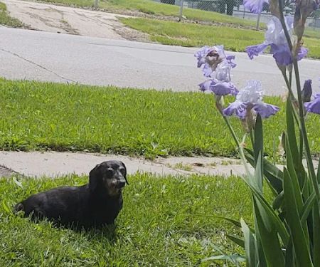 Westfield Veterinary Hospital