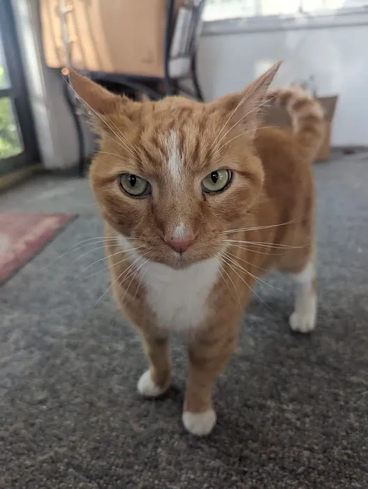 Westfield Veterinary Hospital Picture 4