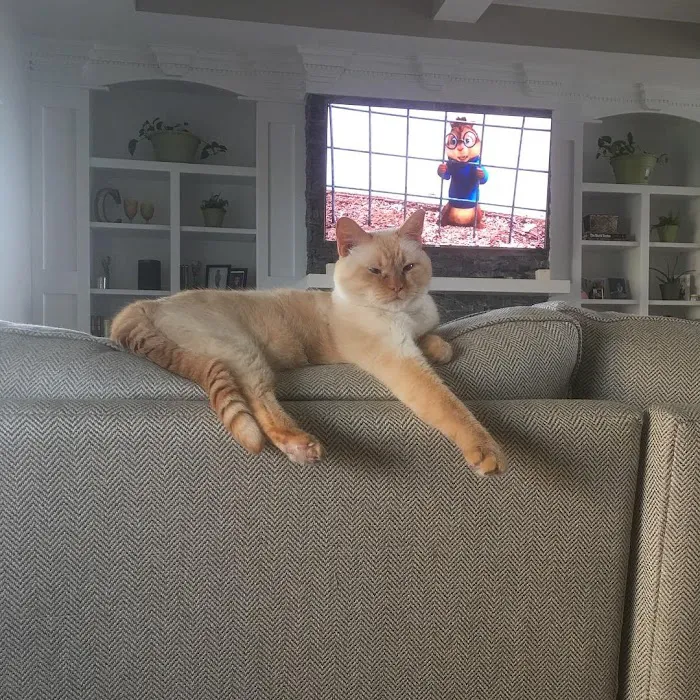 Westfield Veterinary Hospital Picture 8