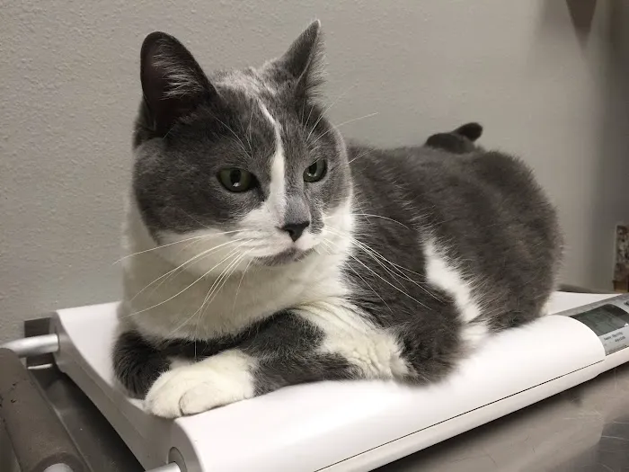 Ottumwa Family Animal Care Picture 3