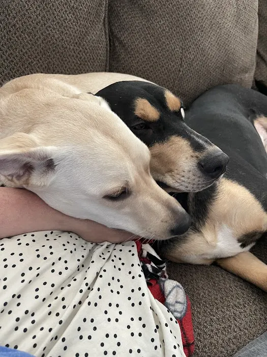 Ottumwa Family Animal Care Picture 4