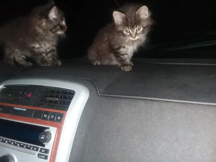 Ottumwa Family Animal Care Picture 7