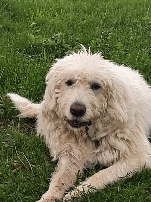 Ottumwa Family Animal Care Picture 9