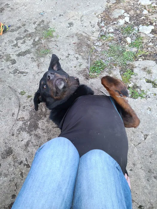 Ottumwa Family Animal Care Picture 10