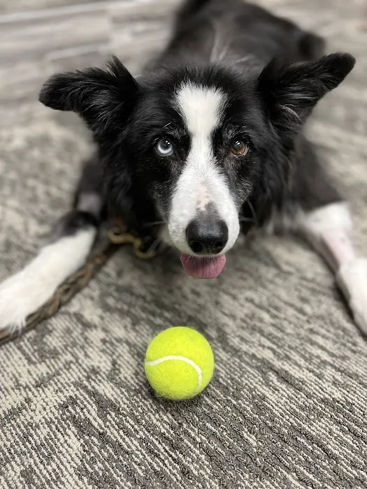 Iowa Veterinary Wellness Center Picture 1