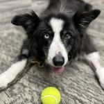 Iowa Veterinary Wellness Center