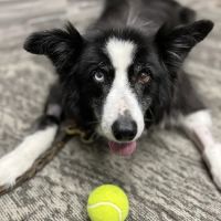 Iowa Veterinary Wellness Center ico