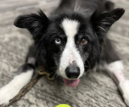 Iowa Veterinary Wellness Center