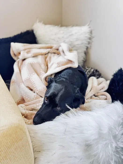 Iowa Veterinary Wellness Center Picture 2