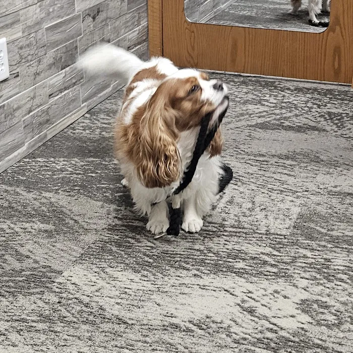 Iowa Veterinary Wellness Center Picture 5