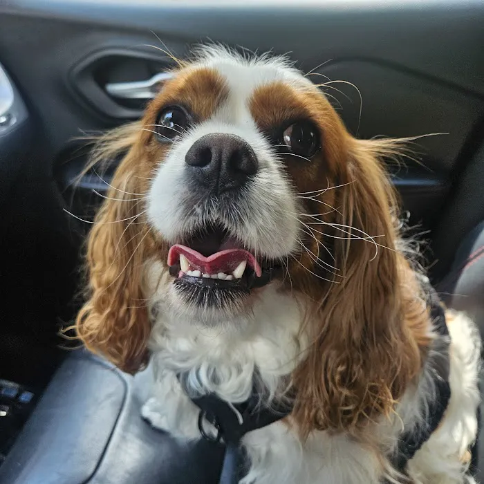 Iowa Veterinary Wellness Center Picture 6