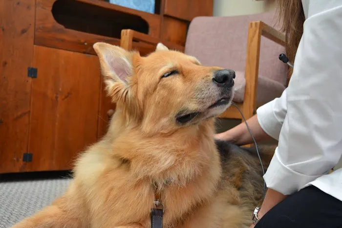 Iowa Veterinary Wellness Center Picture 7