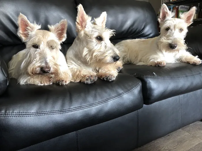 Iowa Veterinary Wellness Center Picture 10