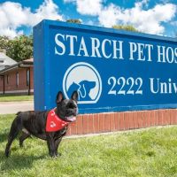 Starch Pet Hospital ico