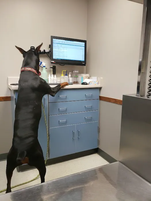 Starch Pet Hospital Picture 2