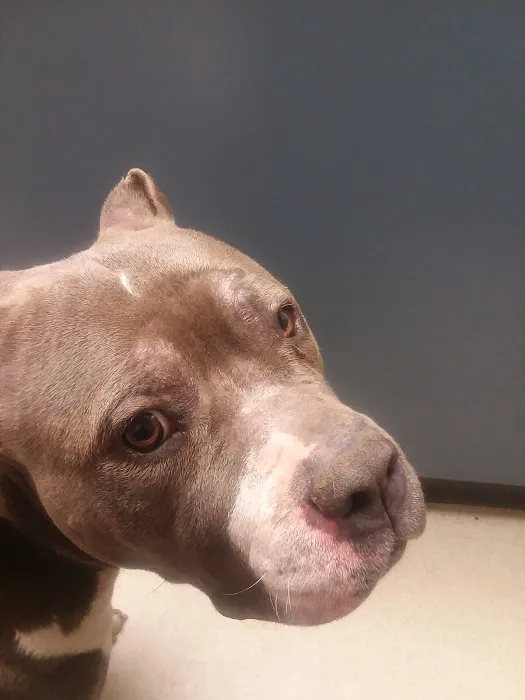 Starch Pet Hospital Picture 9