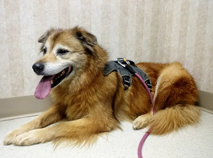 Starch Pet Hospital Picture 10