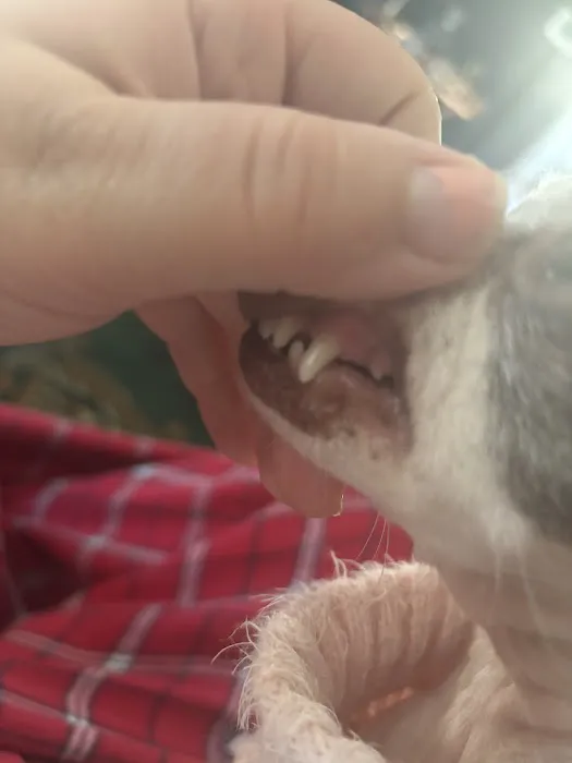 Beaverdale Veterinary Clinic / Riordan Pet Hospital Picture 1